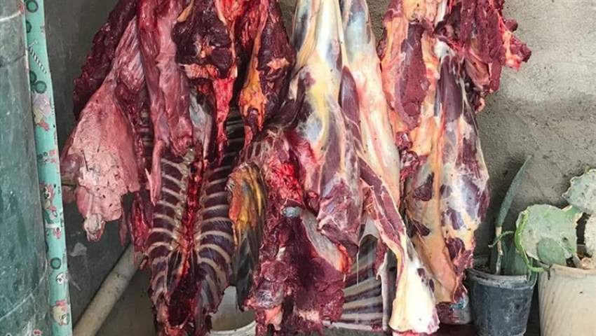 نیم تن گوشت اسب و الاغ غیرمجاز در تهران معدوم‌ شد + تصاویر