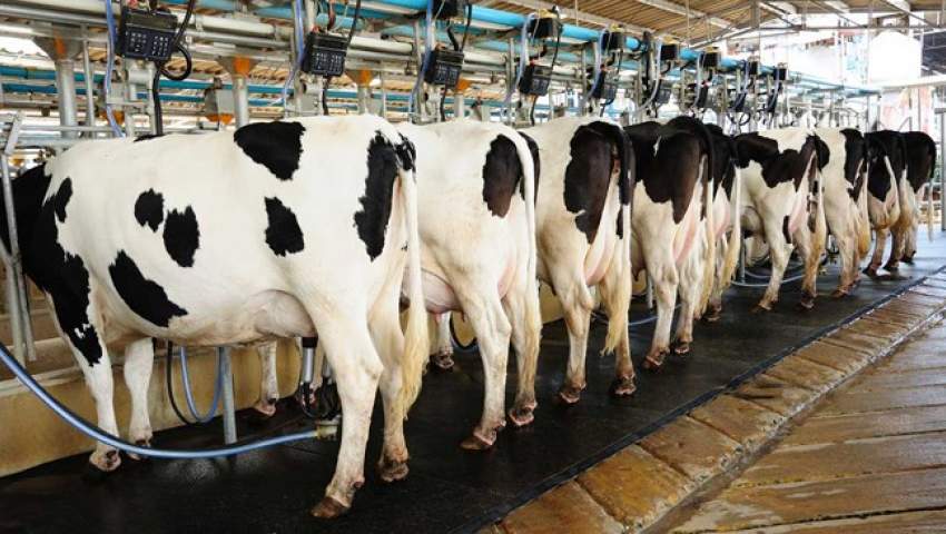 در تابستان امسال تولید گوشت گاو 24 درصد و تولید شیر 10.5 درصد کاهش یافت