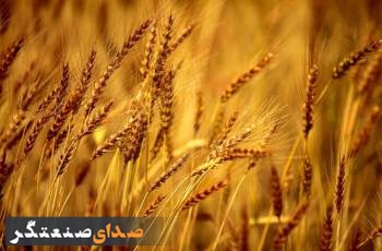 رکوردشکنی تولید گندم در سایه بارش‌ها/ چشم‌انداز خودکفایی تقویت شد