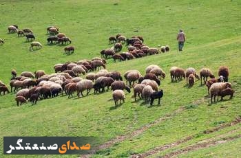قیمت گوشت و مرغ واقعی نیست/ حل بخشی از چالش دامداران به مدد بارش‌های بهاری